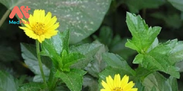 5 sai dat 2 - Medplus