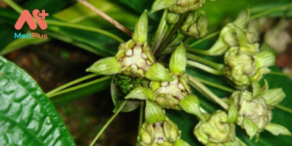 Cỏ hồi đầu – Vị thuốc điều trị huyết áp, kinh nguyệt