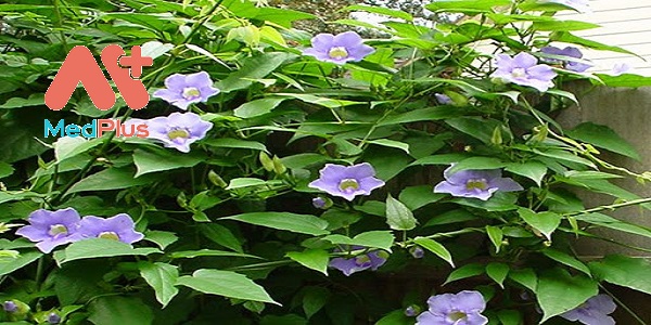 day-bong-xanh-vua-la-cay-canh-vua-la-duoc-lieu-than-ky