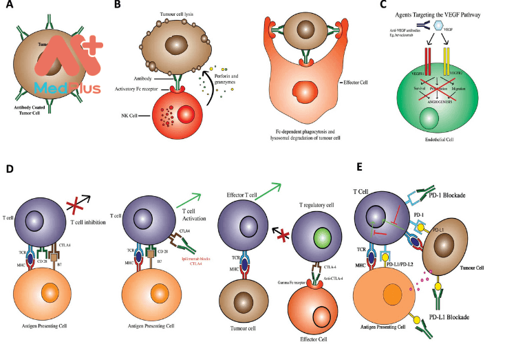 Liệu pháp kháng thể đơn dòng và những điều cần biết