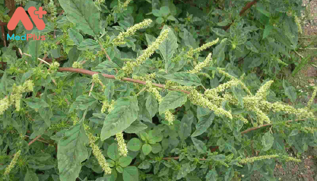 Thông tin về rau Dền Gai