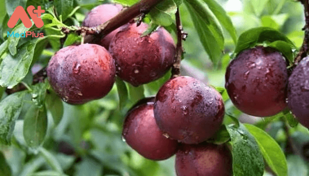 Thông tin về cây Mận
