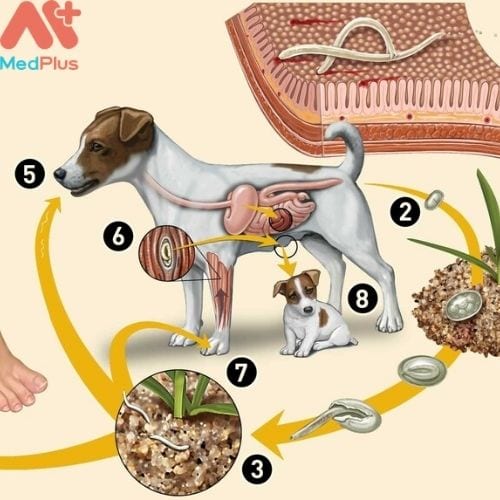 Ký sinh trùng sán chó dễ lây nhiễm sang người