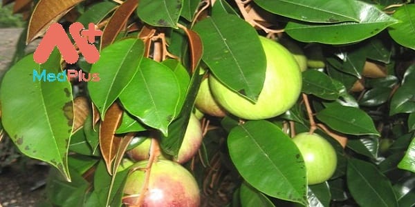 la-vu-sua-than-ky-voi-bai-thuoc-chua-dau-da-day