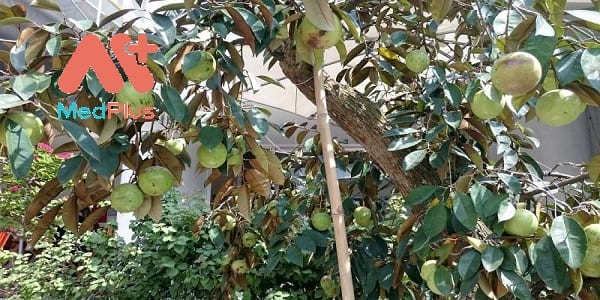 la-vu-sua-than-ky-voi-bai-thuoc-chua-dau-da-day