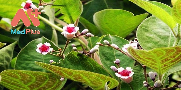 mo-tam-the-vi-duoc-lieu-bach-chien-bach-thang