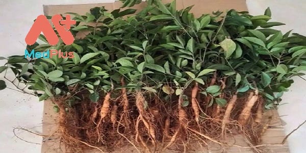 nam-sam-5-bai-thuoc-tri-benh-hieu-qua-ban-co-biet