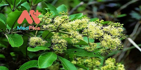 nam-sam-5-bai-thuoc-tri-benh-hieu-qua-ban-co-biet