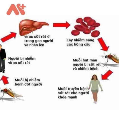đường lây truyền của bệnh sốt