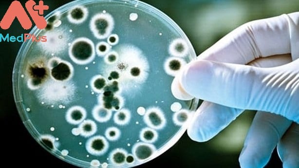 Điều trị các nhiễm khuẩn do các chủng vi khuẩn nhạy cảm với Spiramycin
