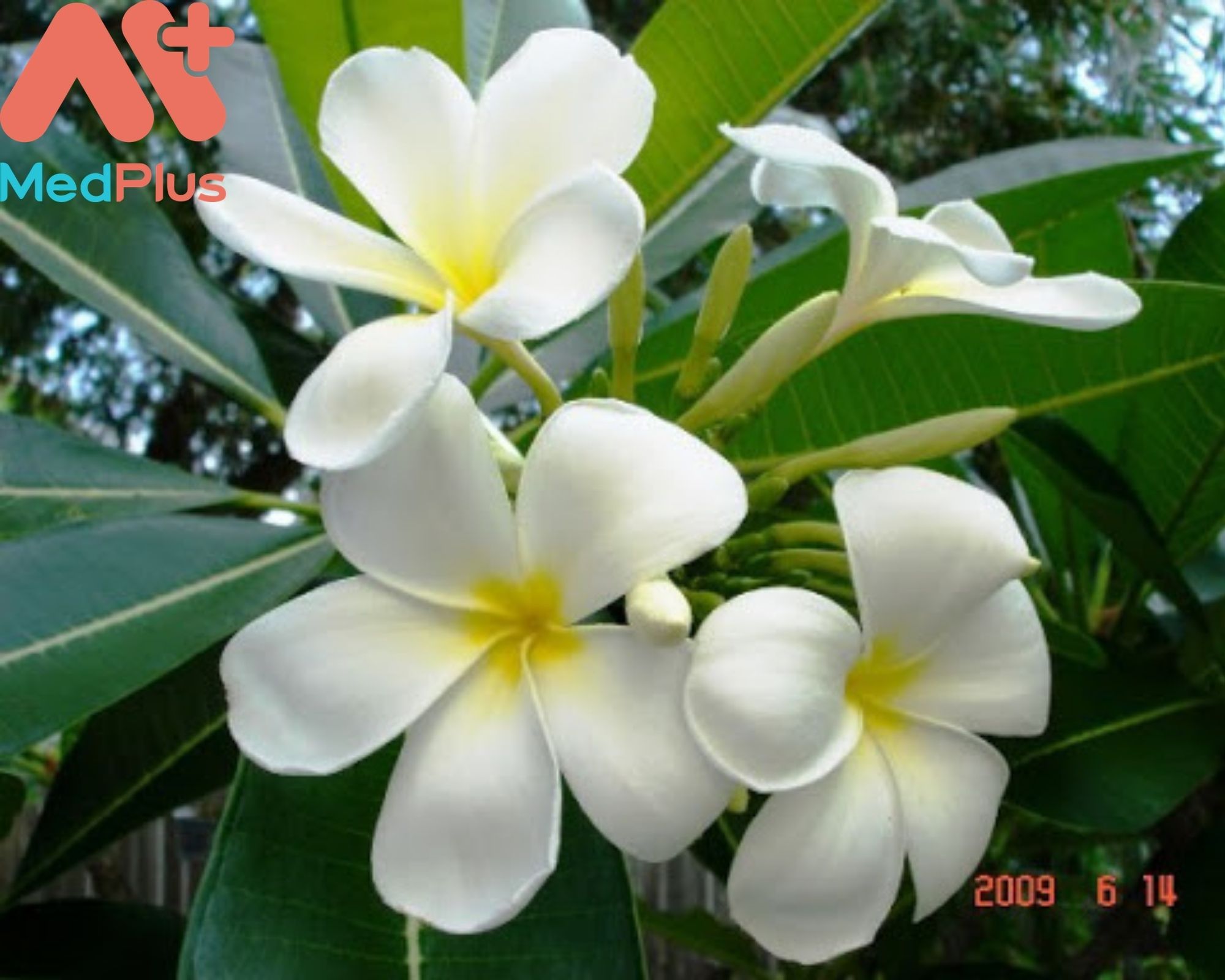 Cây hoa sứ và những bài thuốc trị bệnh không phải ai cũng biết