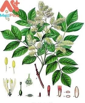 Tan bi - Medplus