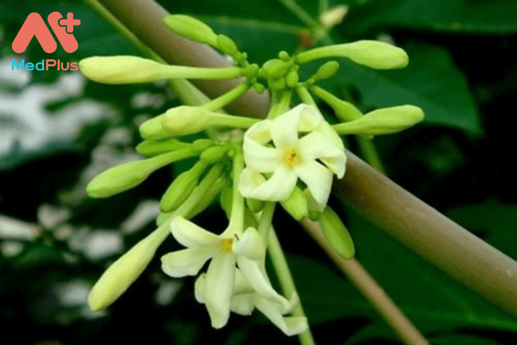 Hoa đu đủ đực