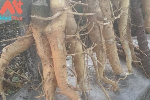 Béo trắng: Vị thuốc dân gian giúp điều trị biếng ăn mà bạn nên biết 128 Béo trắng