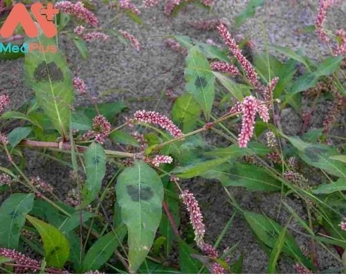 Nghể răm là cây gì? TOP 6 bài thuốc chữa bệnh từ cây nghể răm 128 Cây Nghể răm