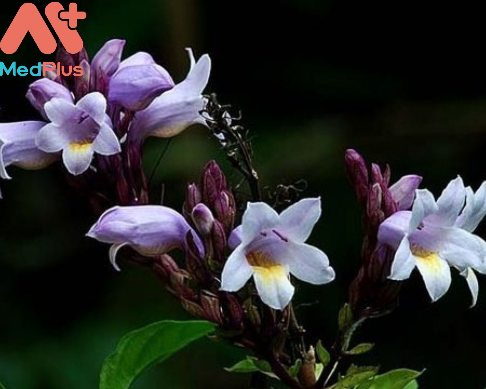 Cây Thường Sơn