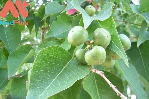 Bật mí cách chữa mụn nhọt hay rắn cắn từ cây Sòi tía