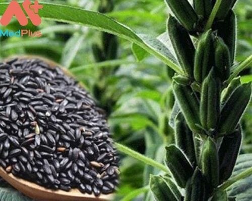 Cây và hạt vừng đen