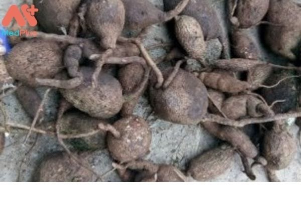 Củ Dòm: "Thần dược" chữa phong thấp, mất ngủ hiệu quả 2 Củ dòm và công dụng chữa bệnh