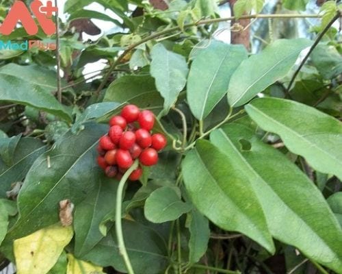 HÌnh ảnh cây dây xanh