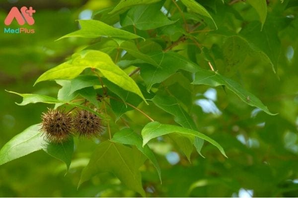 Hình ảnh Cây Sau Sau