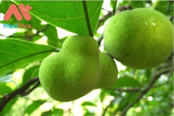 Chay Bắc Bộ và công dụng chữa bệnh