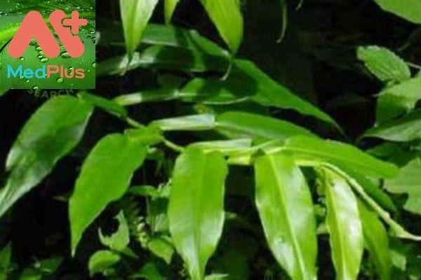 Hình ảnh cây chân rết