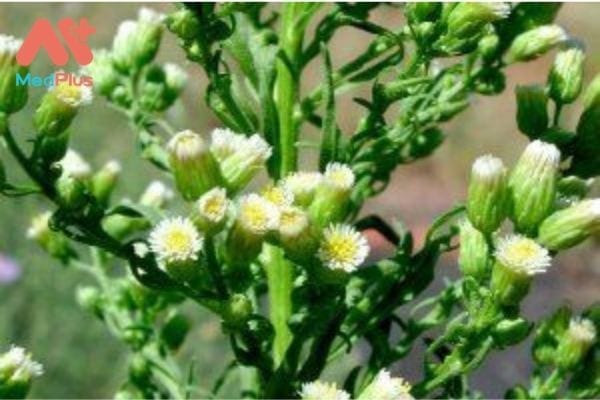 Hình ảnh Cỏ tai hùm