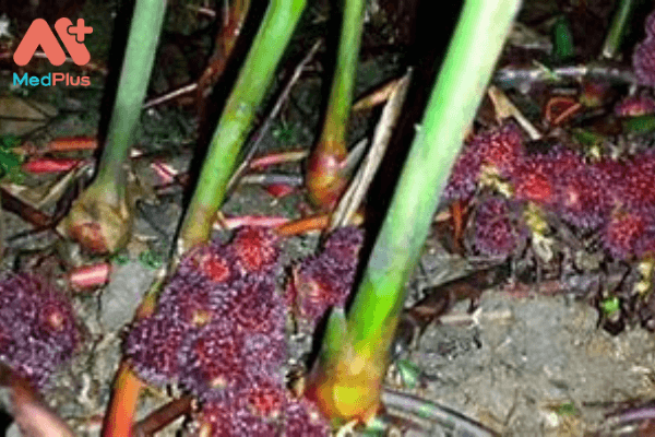 Bạn đã biết TOP 5 Bài thuốc chữa bệnh từ Sa Nhân Tím? 129 Hình ảnh cây Sa nhân tím