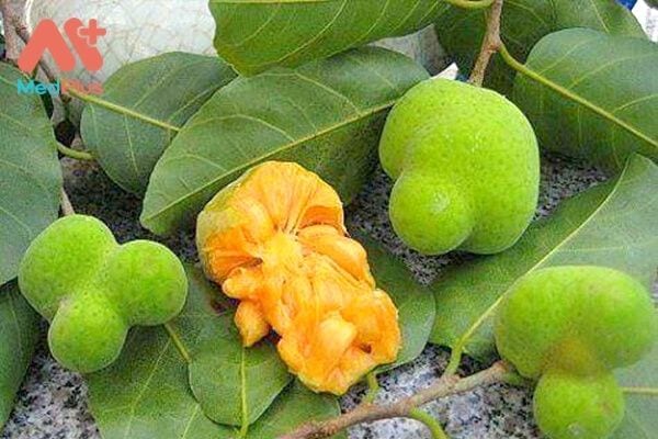 CHAY BẮC BỘ - "Bất ngờ" với TOP 4 công dụng chữa bệnh thần kỳ 128 Chay Bắc Bộ và những công dụng chữa bệnh