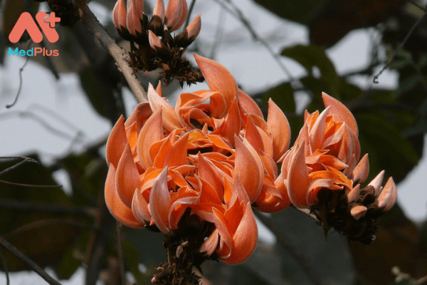 Hoa gièng gièng có màu sắc rực rỡ