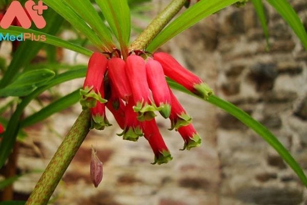 Hoàng tinh hoa đỏ