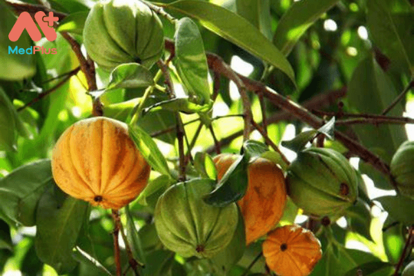 Quả và lá cây bứa chứa nhiều vitamin C