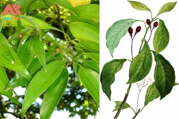 Quế Thanh chữa được nhiều bệnh