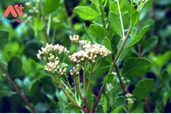 Sài hồ nam có nhiều công dụng chữa bệnh