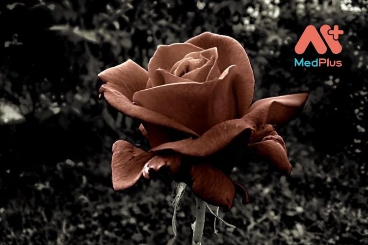 Tại Sao Da Vùng Kín Bị Thâm