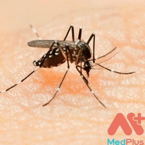 Virus Zika do muỗi gây ra