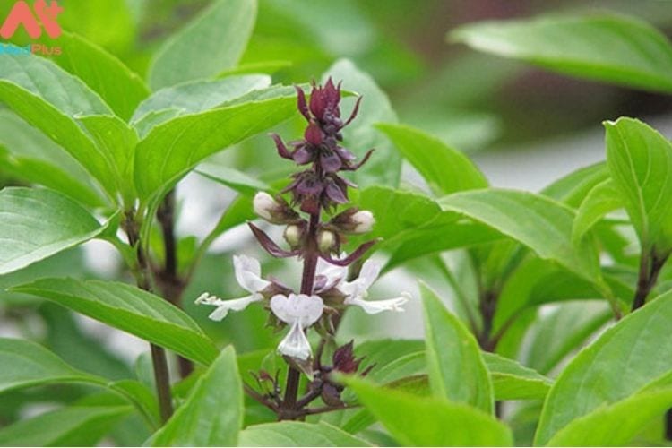 Cách trị viêm nhiễm bằng lá húng quế