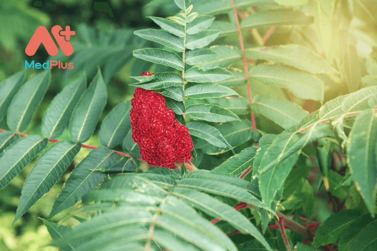 cay Sumac 1 - Medplus