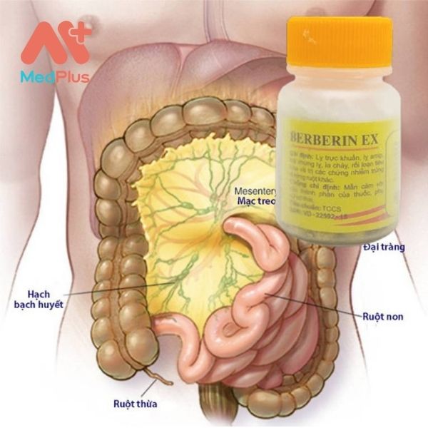 Thuốc Berberin EX điều trị nhiễm trùng đường ruột