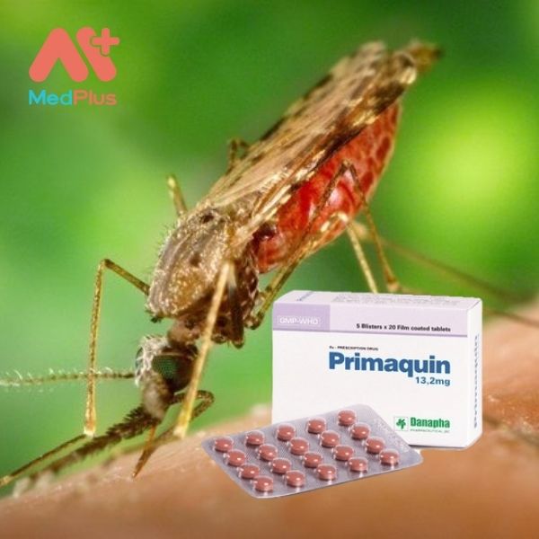Thuốc Primaquin 13,2mg phòng sốt rét, hỗ trợ trị viêm phổi