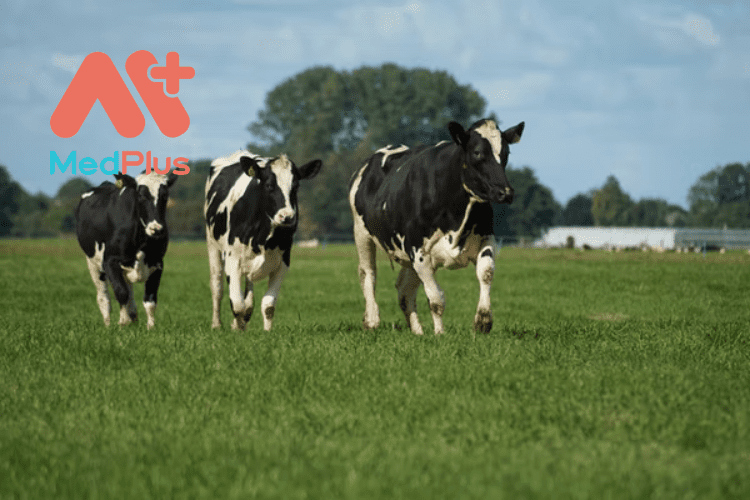 Dị ứng với sữa bò thường thấy ở trẻ sơ sinh và trẻ nhỏ