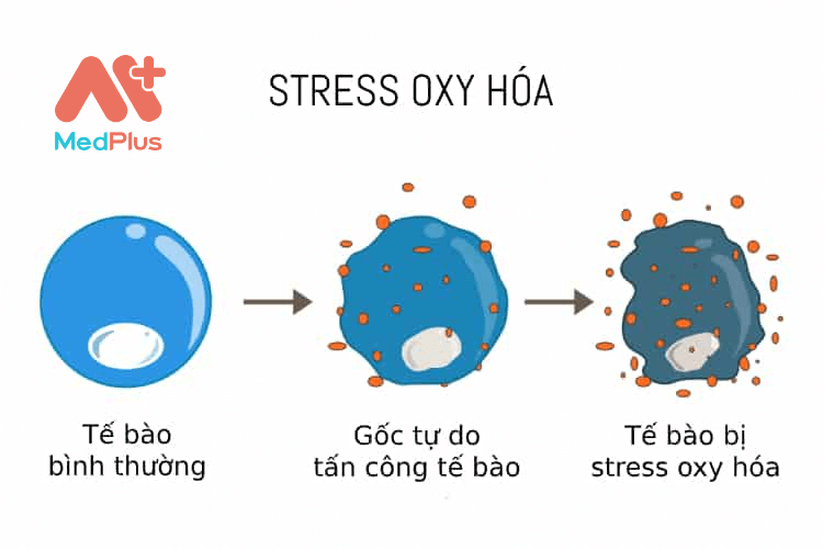 stress oxy hoa 1 - Medplus