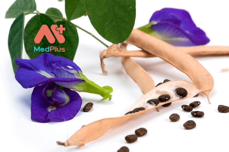 Quả đậu biếc có ăn được không? 137 Quả đậu biếc có ăn được không?