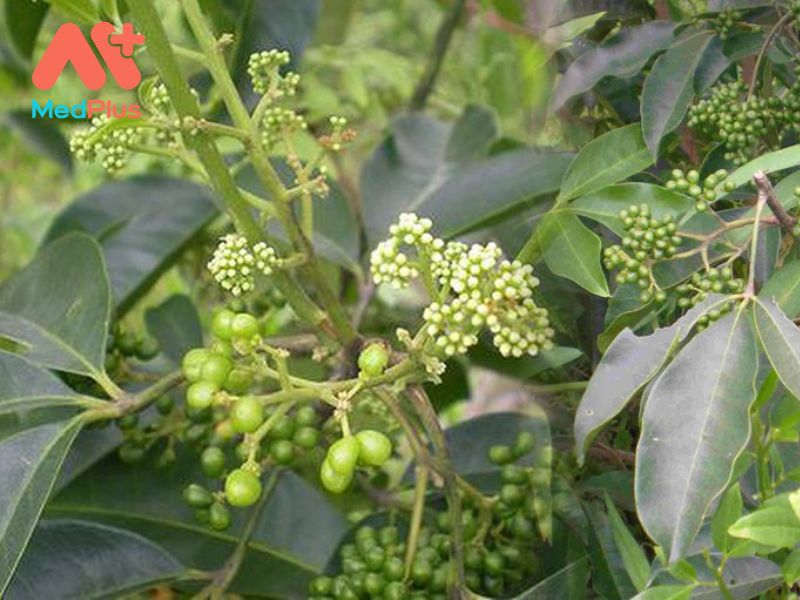 Ba Chạc | Dược Liệu Giúp Kháng Khuẩn Và Lợi Sữa Hiệu Quả