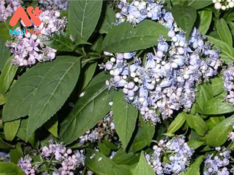 Bạch Thường Sơn | Cách Dùng Và Bài Thuốc Chữa Bệnh Hay 130 Bạch Thường Sơn | Cách Dùng Và Bài Thuốc Chữa Bệnh Hay