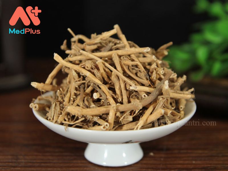 Bạch Vi | Cách Dùng Và Các Bài Thuốc Chữa Bệnh Hiệu Quả 130 Bạch Vi | Cách Dùng Và Các Bài Thuốc Chữa Bệnh Hiệu Quả