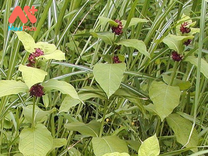 Bạch Vi | Cách Dùng Và Các Bài Thuốc Chữa Bệnh Hiệu Quả 129 Bạch Vi | Cách Dùng Và Các Bài Thuốc Chữa Bệnh Hiệu Quả