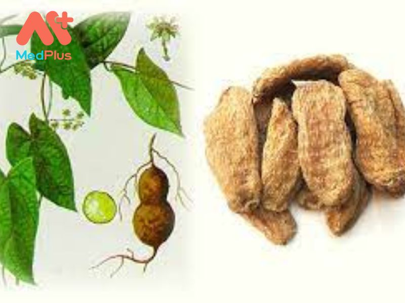 Củ Gió | Vị Thuốc Giúp Thanh Hỏa, Giải Độc Hiệu Quả 129 Củ Gió | Vị Thuốc Giúp Thanh Hỏa, Giải Độc Hiệu Quả