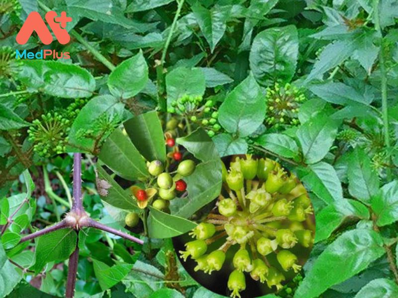 Top 5 bài viết về lợi ích dược liệu Đơn Châu Chấu năm 2022 130 Top 5 bài viết về lợi ích dược liệu Đơn Châu Chấu năm 2022